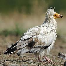 Referat despre pasari rapitoare pasari rapitoare este un termen uzual pentru păsările din ordinul falconiformes, speciile care fac parte din acest ordin este in grupa păsărilor răpitoare fiind încadraţi printre alte specii vulturul, uliul şi şoimul ca şi unele specii din familia aegypiinae (vulturi pleşuvi). Vulturul Toti Vulturii Din Lume Toate Animalele