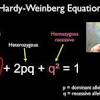 Hardy weinberg ap biology pogil answer key. 1