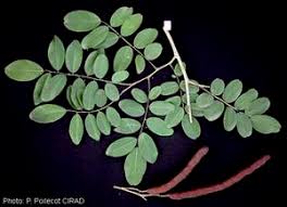Image result for Bobgunnia madagascariensis