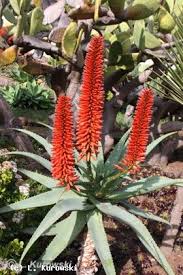 Image result for Aloe excelsa