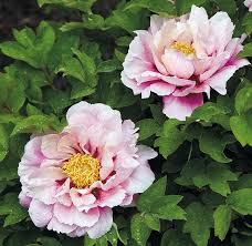 Peony suffruticosa it includes most of the hybridized plants that have been created recently, and are usually pink, purple, red or white in color. Fragrant Tree Peonies Garden Gate