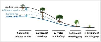 Without Much Rain Roots Dive Deep To Find Water Futurity