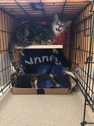 Either seems likely to terrify the fur off him. We Re Getting Ready To Move And Drive Cross Country The Next Few Days I M Outfitting Her Crate And She S Getting Acclimated I Went To Take A Photo Of Her Getting Cozy On