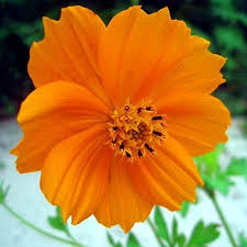 Orange Cosmos Flower Flower Seeds Online Cosmos Flowers Flower Seeds
