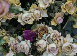 Una vicina, sempre informatissima, non era a conoscenza del lutto e non si è. Sfondo Di Fiori Secchi Foto Gratis