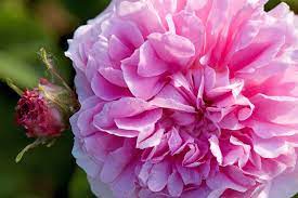 Maybe you would like to learn more about one of these? A Perfume Devotee In The Land Of French Fragrance The New York Times