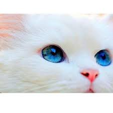 10 jenis kucing tercantik di dunia. Kucing Parsi Utara Posts Facebook