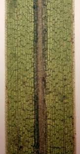 Image result for Potamogeton pusillus