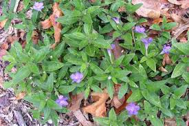 Image result for Blumea squarrosa