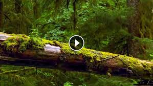 Camera Dans La Foret Nous Savons Tous Que La Terre Est Un Endroit Surprenant Alors Etre Temoin D Un Phenomene Incroyable E Meuble Jardin Belles Images Foret