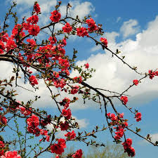 Image result for Chaenomeles japonica