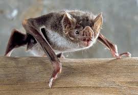 Top 15 Most Dangerous Animals In The Amazon Rainforest Fun Facts You Need To Know Animals Dangerous Animals Bat Facts