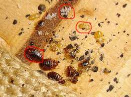 Signs of an Infestation :: Health Topics :: Contra Costa Health Services