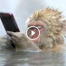 Monkey Monkeys Funny Video Compilation Cute Chimpanzee Orangutan Baboon Capuchin Baby Laugh Laughing Monkeys Funny Cute Baby Monkey Cute Animals