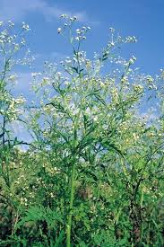 Image result for Parthenium