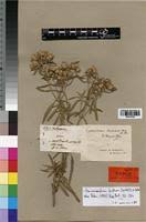 Image result for Haumaniastrum