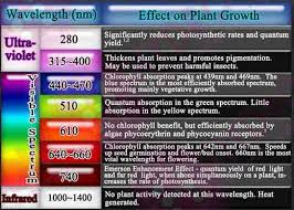 Now you can grow any variety of plants in your home. Plants And Uvb Vitamindwiki