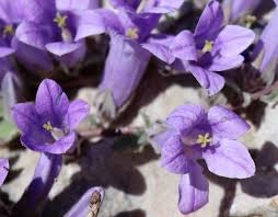 Image result for Campanulaceae