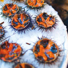 Oursin De Mer Mediterranee Peche Et Recettes Oursins De Mer Oursin Peche