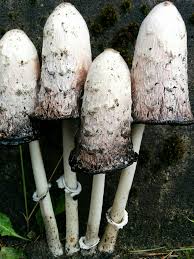 Image result for Coprinus comatus