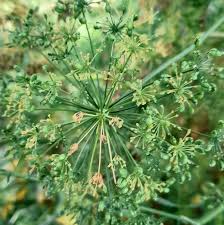 Image result for Petroselinum