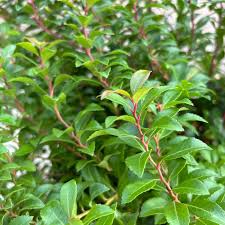 Image result for Pieris japonský little heath obrázek