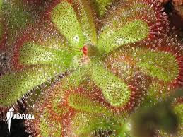 Image result for Drosera dielsiana