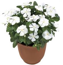 Vinca tahunan dibagi dua, yaitu vinca mayor (bunga besar) dan vinca minor (bunga kecil). Jual Tanaman Tapak Dara Putih Import Tegak White Vinca Import Bibitbunga Com