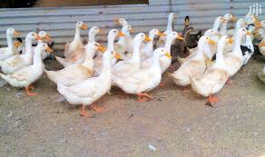 See 78,365 tripadvisor traveler reviews of 450 napa valley restaurants and search by cuisine, price, location, and more. Archive Fully Matured American Pekin Or White Pekin Ducks For Sale In Ho Municipal Livestock Poultry Liszbin Maa Jiji Com Gh