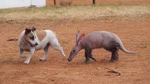 Rescued Baby Aardvark Thinks She S One Of The Dogs Baby Animals Dog Friends Cute Animals
