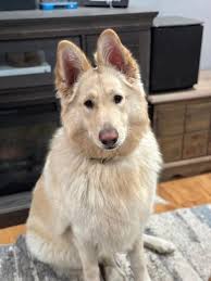 JAGhomesteadandgermanshepherds