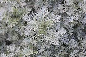 Image result for Artemisia sp.no.1