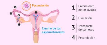 Qué es la fecundación humana y cuáles son sus etapas?