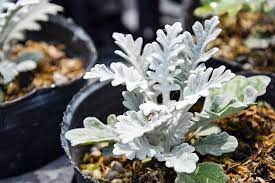 Dusty miller is grown mostly as a border plant or used in containers. How To Grow Dusty Miller In The Garden Gardener S Path