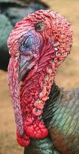 Wild Birds That Look Like Turkeys Wild Turkey Wild Turkey Turkey Bird Wild Birds