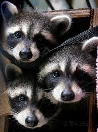 Three Young Raccoons Peer Out Of Their Nest At The Florida Wild Mammal Association Fotografie Druck Bei Allposters De Susse Tiere Exotische Tiere Wilde Tiere