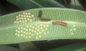 Black And White Striped Caterpillar With Yellow Belly Oleander Caterpillar Syntomeida Epilais Walker