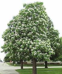 Image result for Catalpa