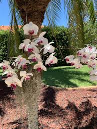 The most important things you need to know all about growing orchids. Orchids Do Grow On Trees Palm Trees Especially Yoursun Com