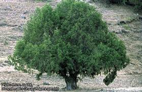Image result for Juniperus procera
