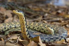 Madagascar hognose snakes can live over 20 years. Madagascar Giant Hognose Reptiles Giants Animals