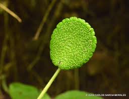 Image result for Dorstenia nyungwensis