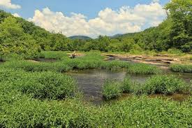 Image result for Justicia australis