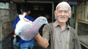 Vlog grebek penjualn burung merpati / burung dara sekitar banyumas purwokerto, desa karanglewas. Puluhan Tahun Mbah Suryadi Warga Sragen Mengeluti Pekerjaan Penjual Burung Di Pasar Nglangon Youtube