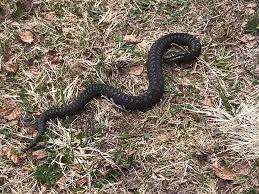 In denmark, norway and sweden, the snake is known as hugorm, hoggorm and huggorm, roughly translated as 'striking snake'. Stein Fikk En Spesiell Avslutning Pa Turen I Bymarka Adressa No