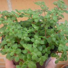 Image result for Crassula expansa