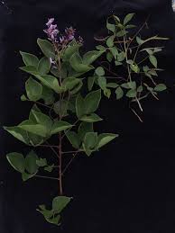 Image result for Hylodesmum