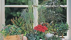 We did not find results for: 10 Outstanding Succulents Finegardening