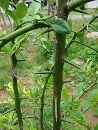 Aurantifolia is a shrubby tree, to 5 m (16 ft), with many thorns. Pin On Gardening