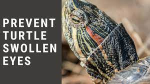Turtle Swollen Eyes Home Remedy: Everything You Need To Know – The Turtle  Hub